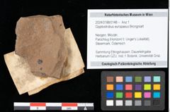 Foto (Objekt + Etikett) von Glyptostrobus europaeus Brongniart (NHMW-GEO-2024-0188-0148)